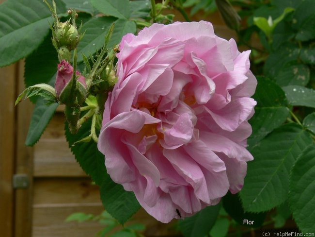 'Celsiana' rose photo