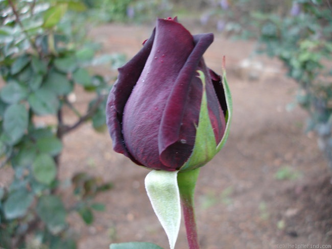 'President Tarradellas' rose photo