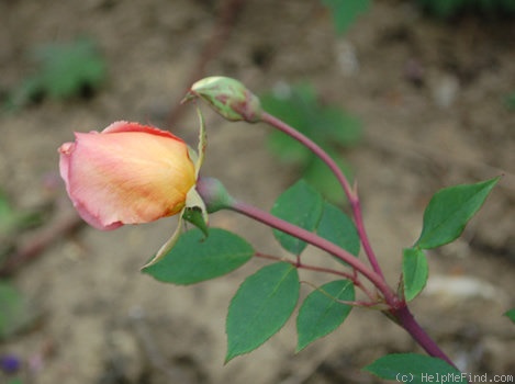 'Madame Laurette Messimy' rose photo