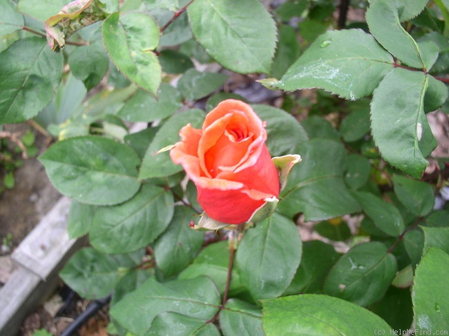 'Tampico' rose photo