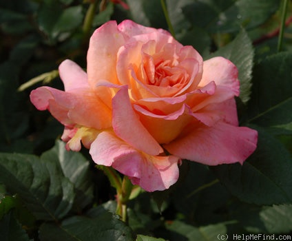 'Augusta Luise ® (Hybrid Tea, Evers, 1999)' rose photo