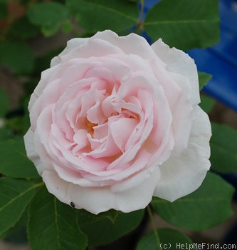 'Elisa Boëlle' rose photo