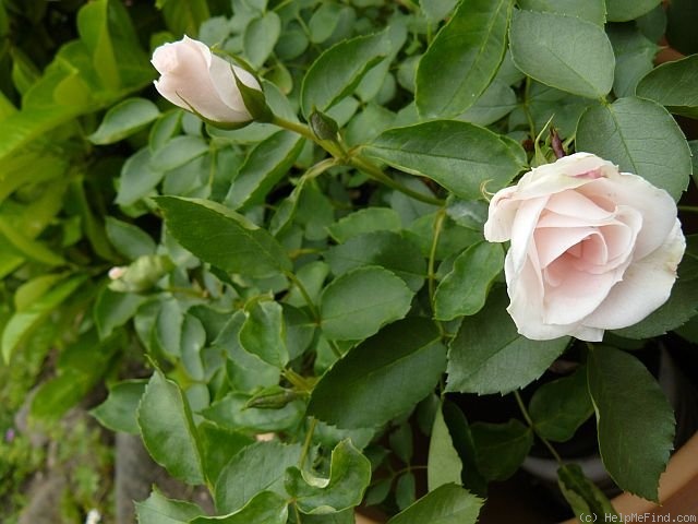 'Catweazle' rose photo