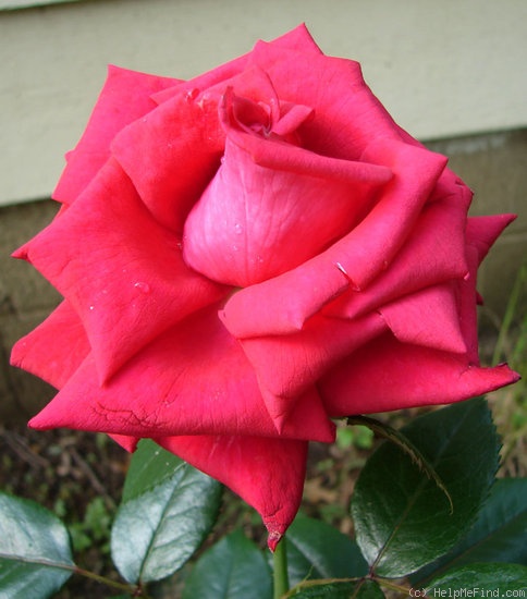 'Lasting Love ™ (hybrid tea, Adam 1993)' rose photo