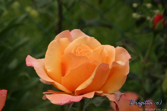 'Lolita ® (hybrid tea, Kordes 1972)' rose photo