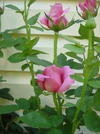 'Gentle Giant ™' rose photo