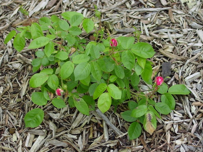 'Morning Blush ™ (Alba, Sievers, 1974)' rose photo