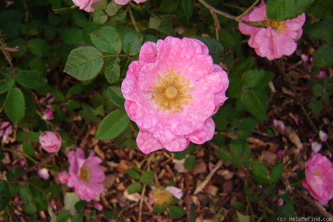 '04-01' rose photo