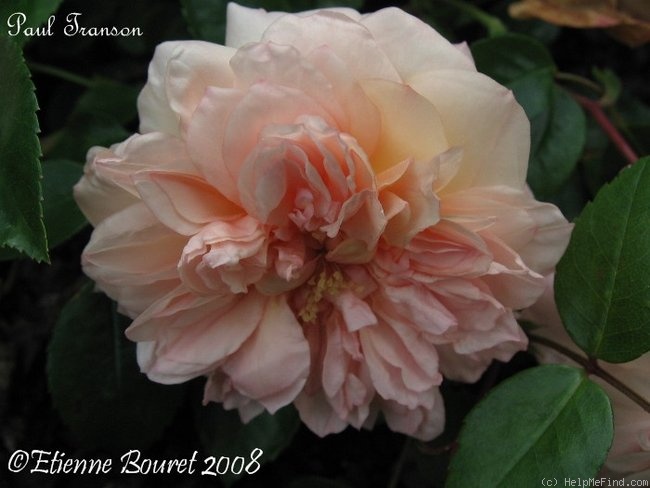 'Paul Transon (Rambler, Barbier, 1900)' rose photo