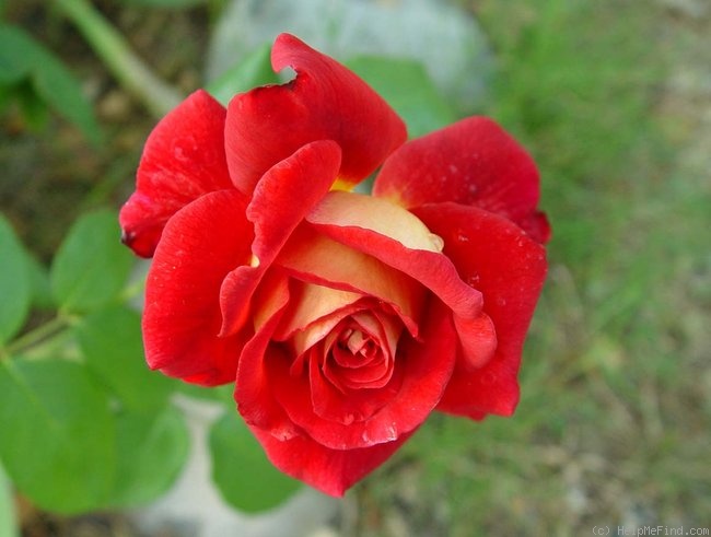 'Kleopatra ® (hybrid tea, Kordes 1994)' rose photo
