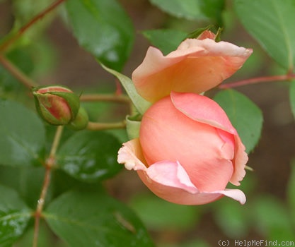 'Albertine (hybrid wichurana, Barbier 1921)' rose photo