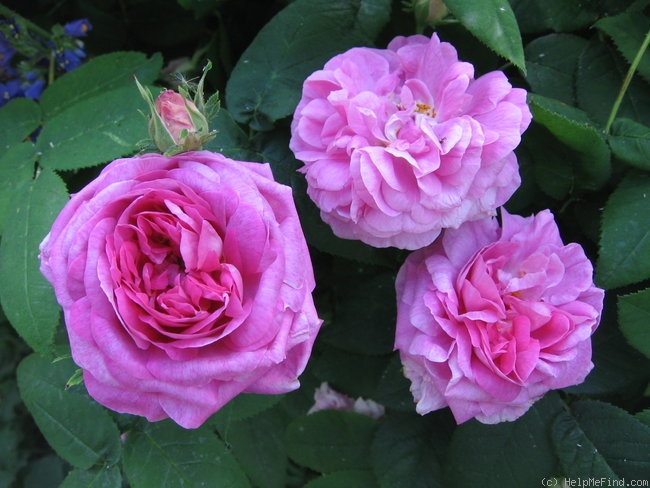 'Président de Sèze' rose photo