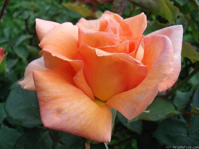 'Beauté (hybrid tea, Mallerin, 1953)' rose photo