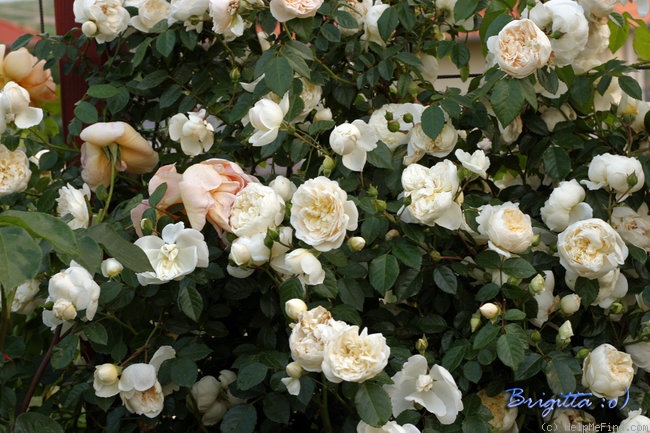 Роза перпетуаль йорс фото и описание