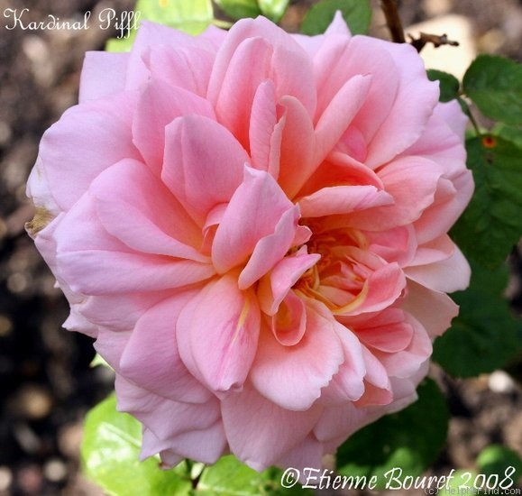 'Kardinal Piffl' rose photo