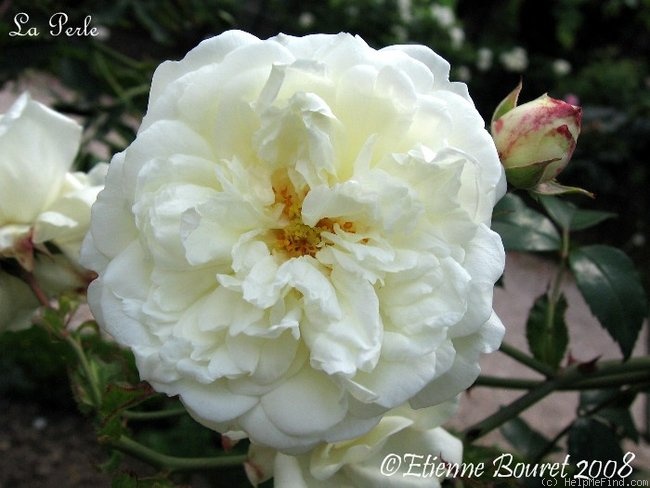 'La Perle (hybrid wichurana, Fauque, 1904)' rose photo