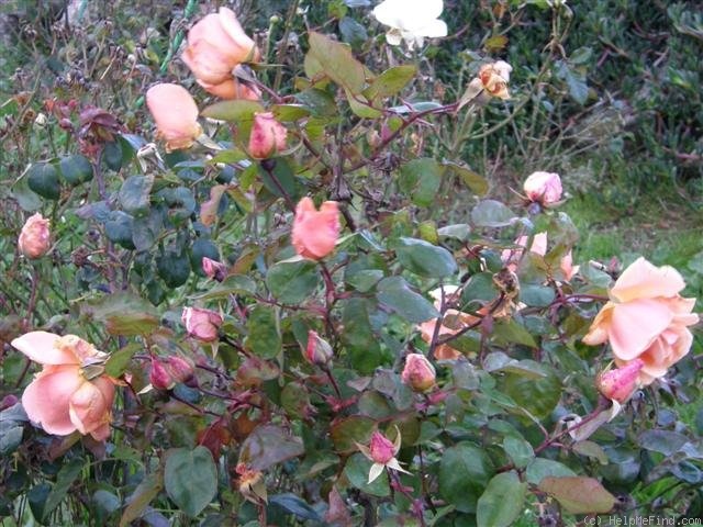 'Mrs. Arthur Robert Waddell' rose photo