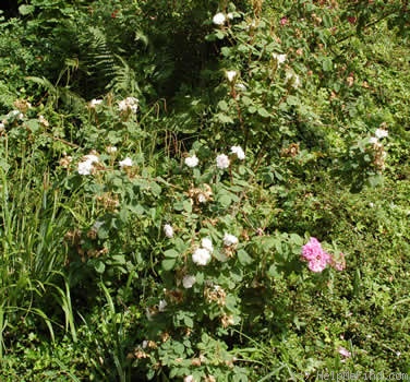 'Quatre Saisons Blanc Mousseux' rose photo