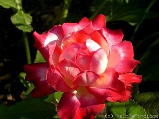 'Variete' rose photo