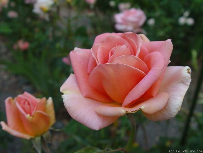 'Worthwhile' rose photo