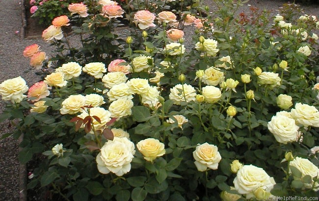 'Glowing™ (hybrid tea, Olesen 1993)' rose photo