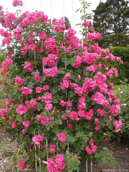 'Rudolfina' rose photo