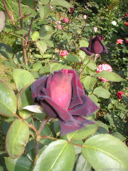 'Josef Klimeš' rose, click to enlarge 'Josef Klimeš' rose photo