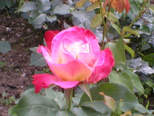 'Jubileum 110' rose photo