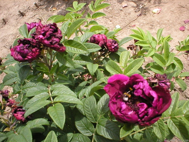 'Rotes Phänomen' rose photo