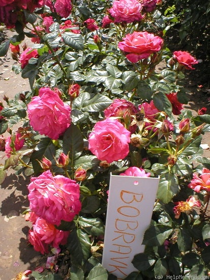 'Bobravka' rose photo