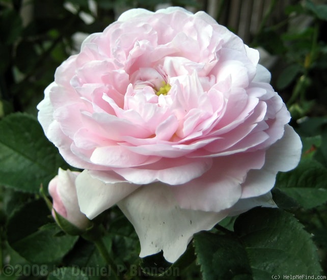 'Duchesse De Montebello (hybrid China, Laffay, 1824)' rose photo