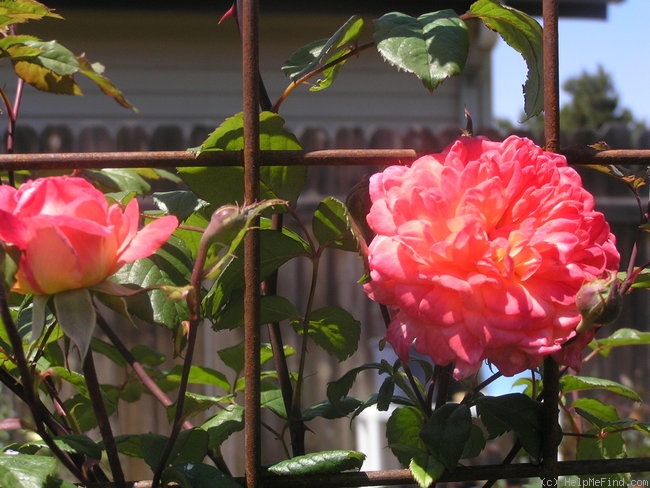 'Portlandia' rose photo