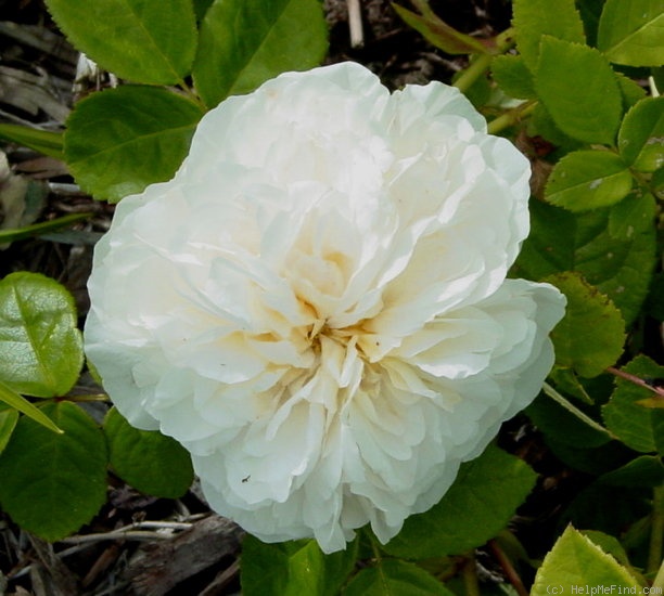 'Marianne (gallica, Barden 2001)' rose photo