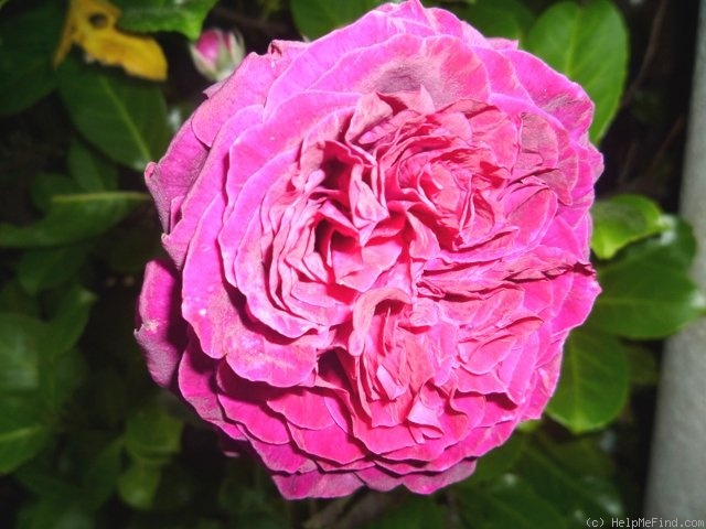 'Souvenir d'Alphonse Lavallée' rose photo