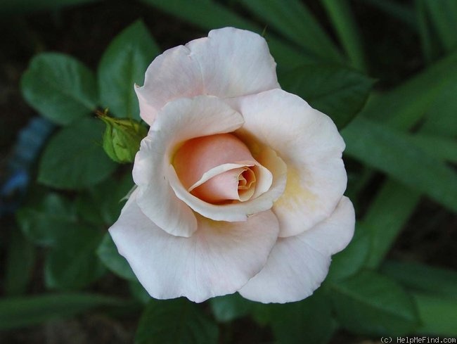 'American Honor' rose photo