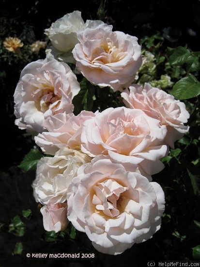 'Johann Strauss ®' rose photo