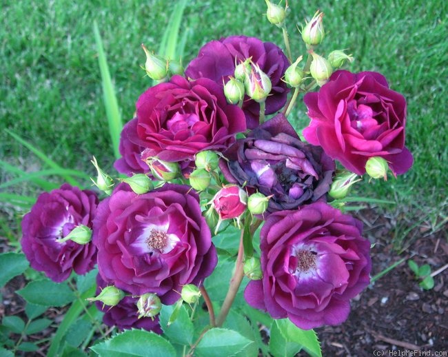 'Midnight Blue ™' rose photo