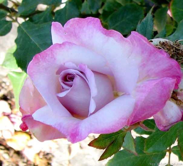 'Nicole Carol Miller ™' rose photo