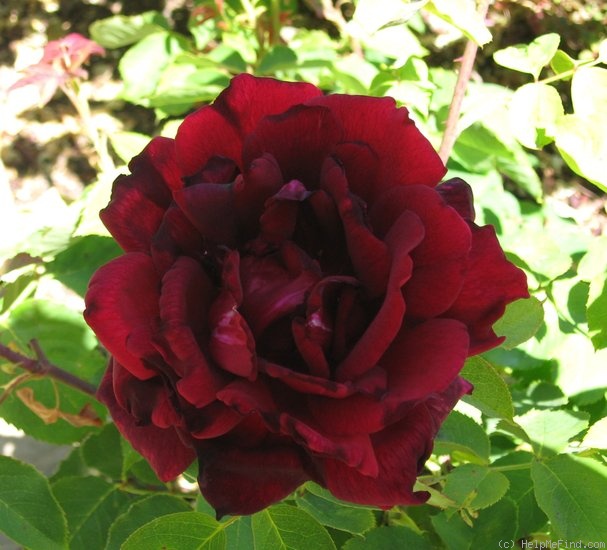 'Papa Meilland ® (Hybrid Tea, Meilland, 1963)' rose photo