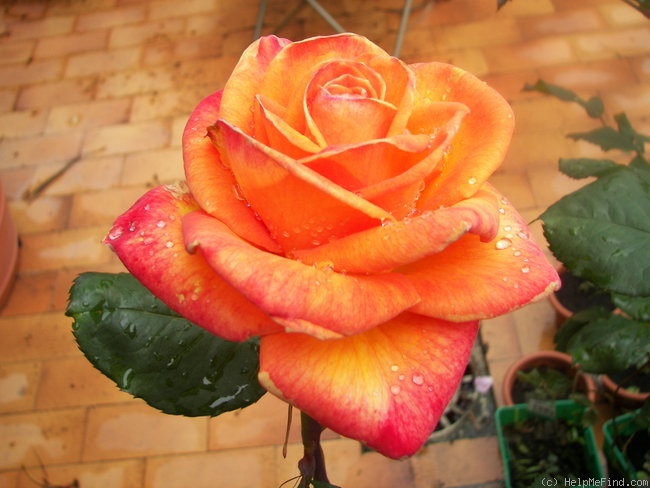 'Wildfire ™ (hybrid tea, Zary 2004)' rose photo
