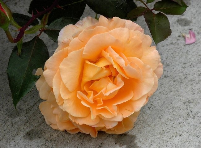 macspice rose