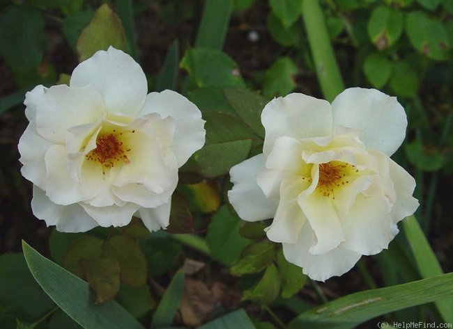 'Grand Prize ™ (floribunda, Zary 2005)' rose photo