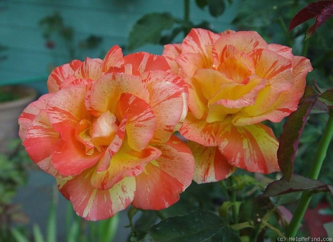 'Marvelle ® (hybrid tea, McGredy, 1988)' rose photo