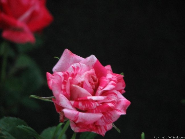 'Maverick ™(miniature, Laver, 1995)' rose photo