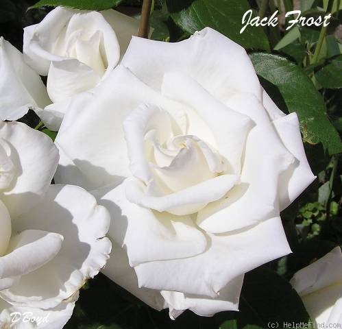 'Jack Frost (floribunda, Jelly, 1962)' rose photo