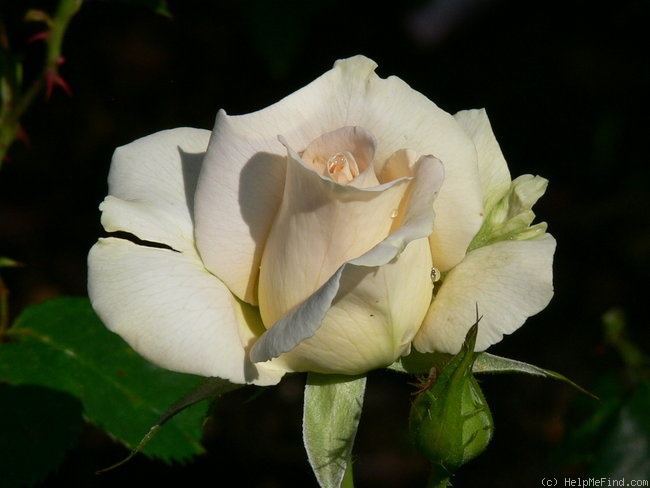 'Lod. Lavki' rose photo