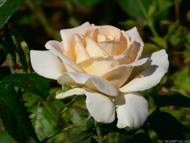 'Lod. Lavki' rose photo