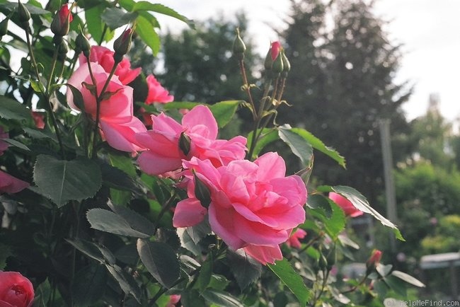 'Prairie Princess' rose photo