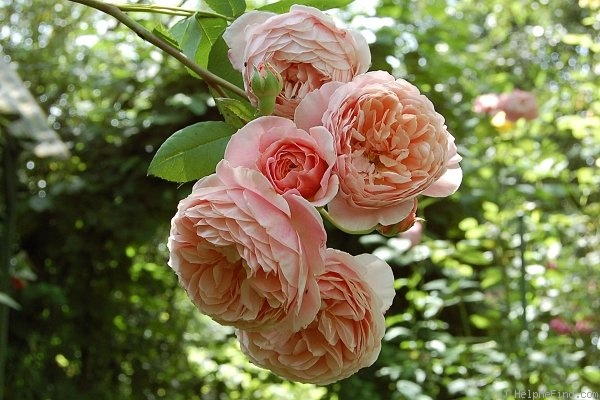 'William Morris' rose photo