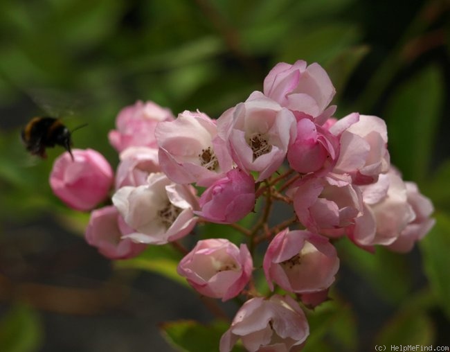 'Menja' rose photo
